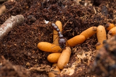 Amblyopone australis