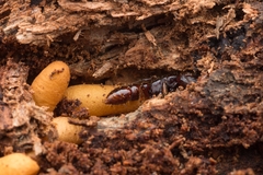 Amblyopone australis