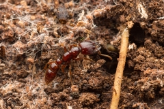 Amblyopone australis