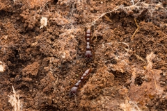 Amblyopone australis