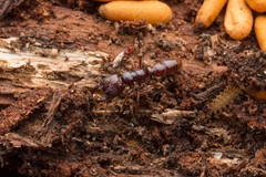 Amblyopone australis