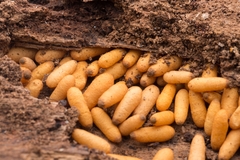 Amblyopone australis