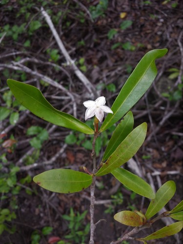 Mascarenhasia arborescens image