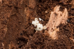 Amblyopone australis