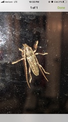 Elaphidion mucronatum