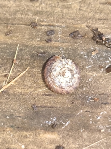 Gonyodiscus rotundatus