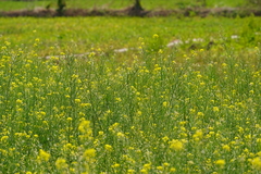 Brassica rapa oleifera