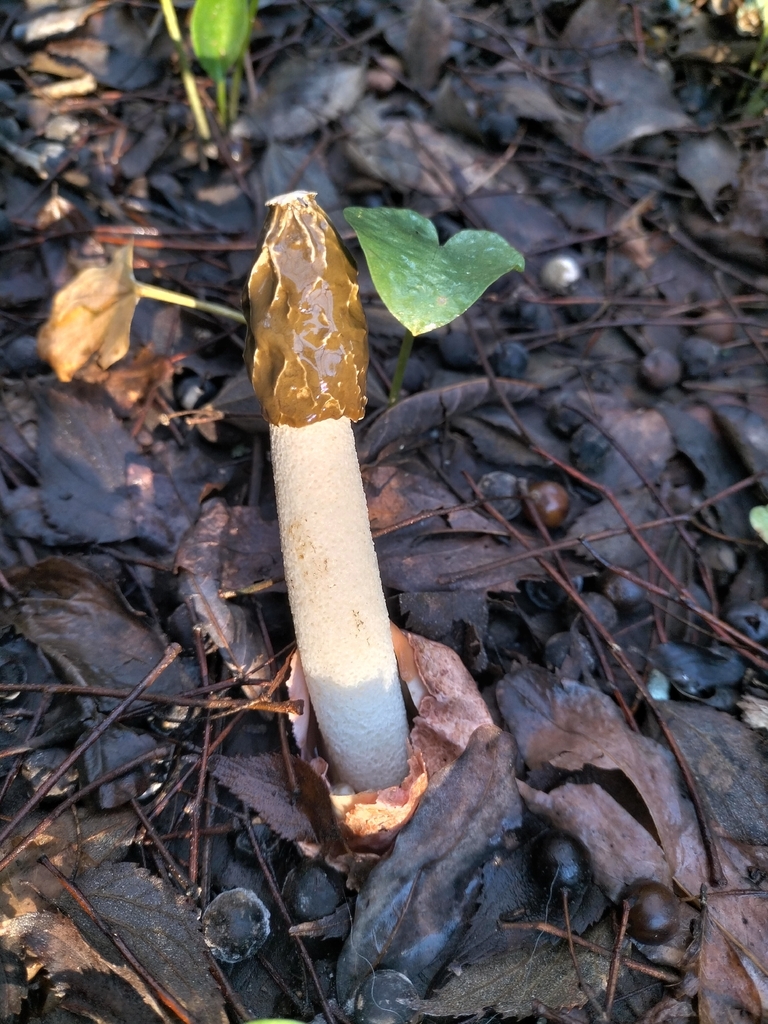 Phallus impudicus · December 2025 · photo: © tatiana354 (iNaturalist, cc-by)
