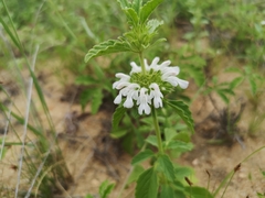 Leucas sexdentata
