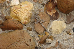 Liolaemus boulengeri