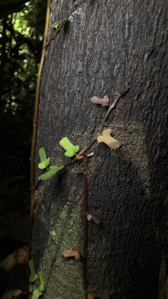 Ficus diversiformis (Ficus diversiformis)