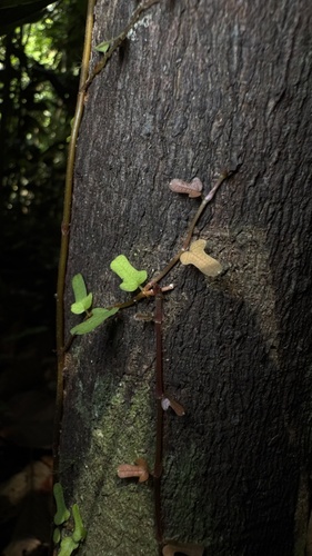 Ficus diversiformis (Ficus diversiformis)