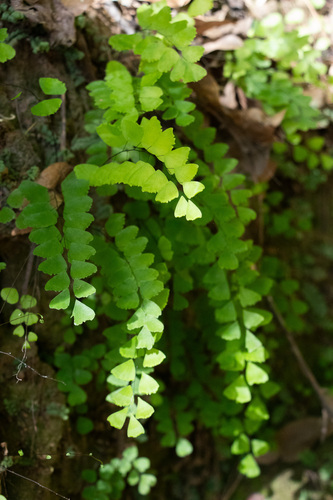 Adiantum deflectens