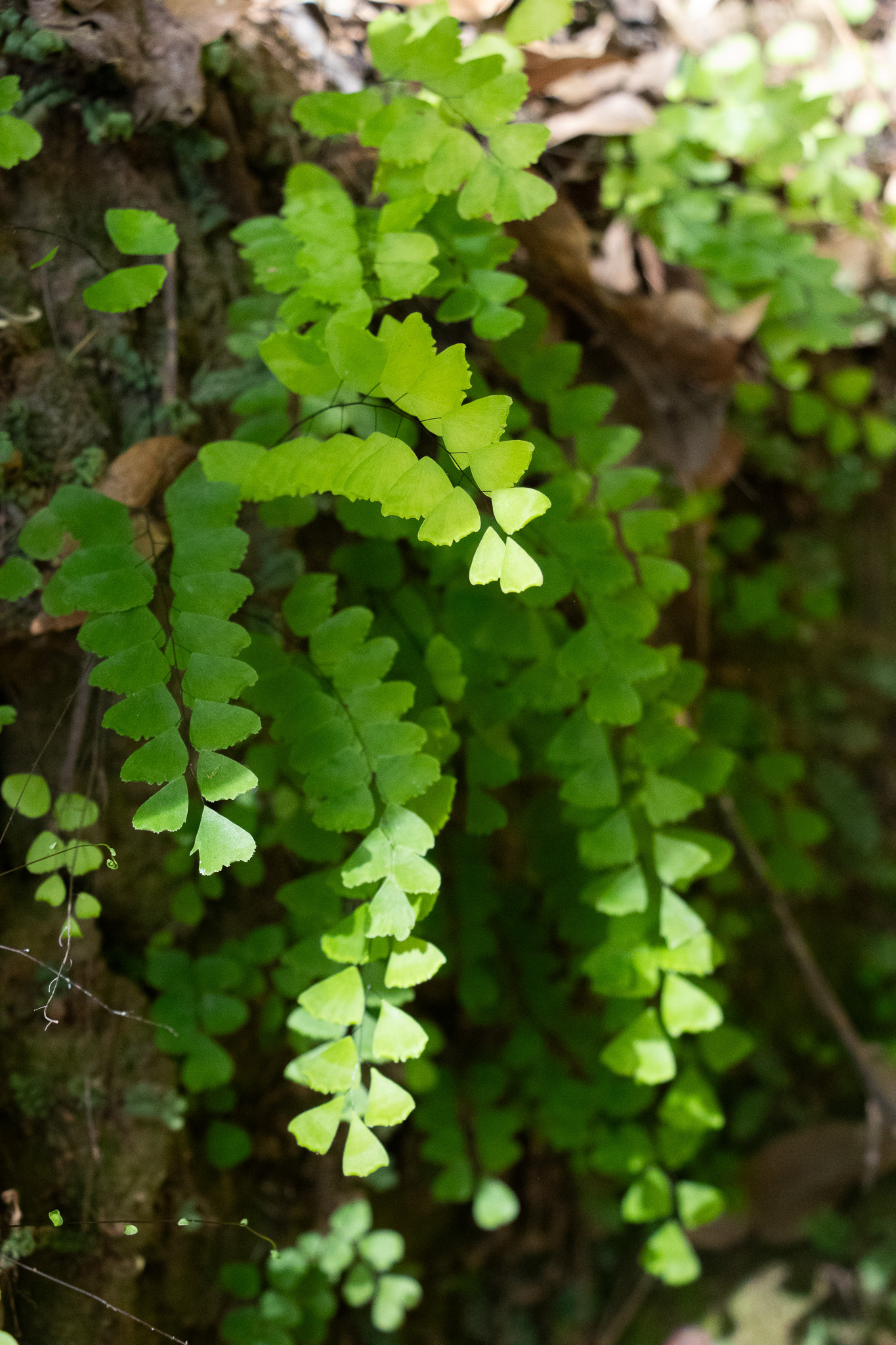 Adiantum deflectens