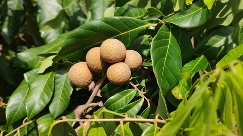 Longan