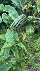 Citrus medica sarcodactylis