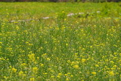 Brassica rapa oleifera