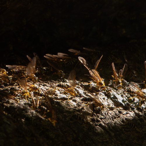 Agelaia multipicta