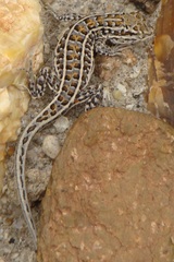 Liolaemus boulengeri