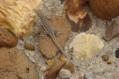 Liolaemus boulengeri