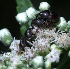 Aulobaris