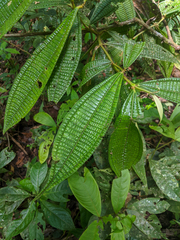 Miconia triplinervis