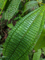 Miconia triplinervis