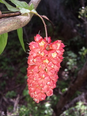 Combretum macrocalyx image