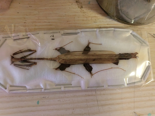 Toxodera hauseri