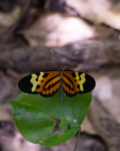 Polymnia Tigerwing