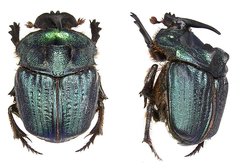 Genus Coprophanaeus · iNaturalist