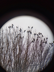 Junco