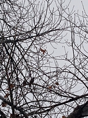 Junco