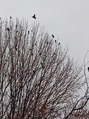 Junco