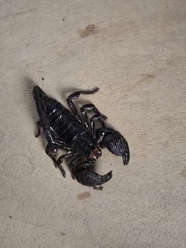 Common Emperor Scorpion