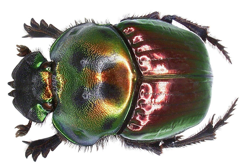 Genus Coprophanaeus · iNaturalist