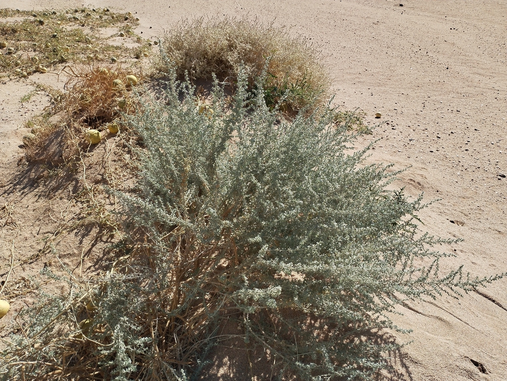 Artemisia saharae