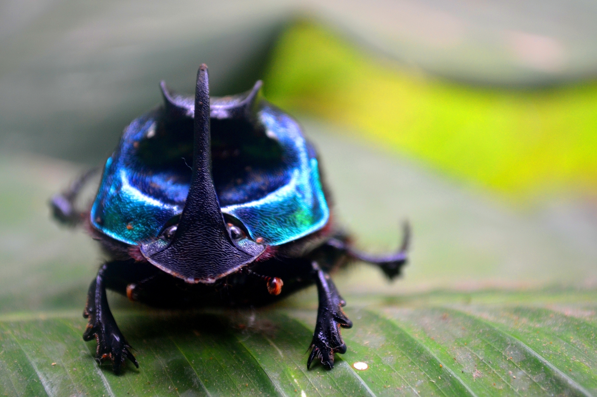 Genus Coprophanaeus · iNaturalist