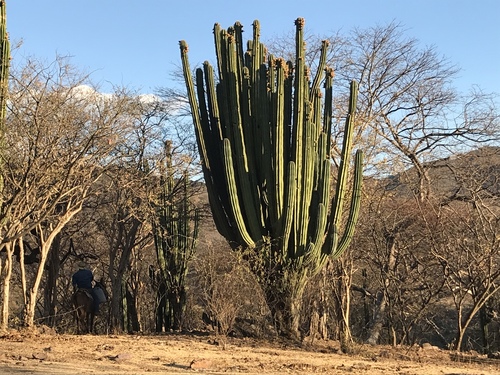 Pachycereus grandis, photograph 3
