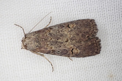Elesmoides