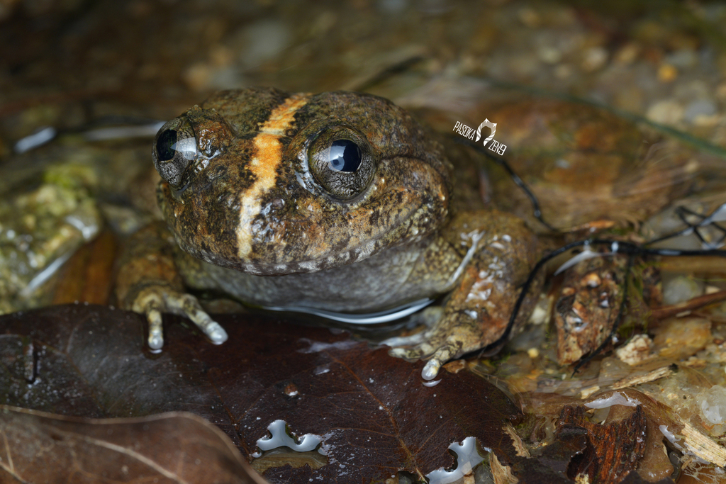 Fragile Large-Headed Frog