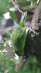 Cyanoramphus auriceps