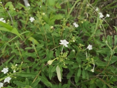 Clerodendrum ternatum