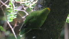 Cyanoramphus auriceps