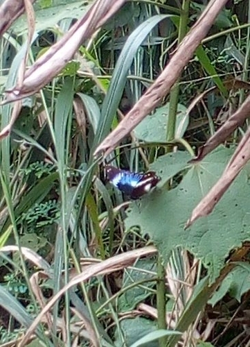Blue Diadem Butterfly