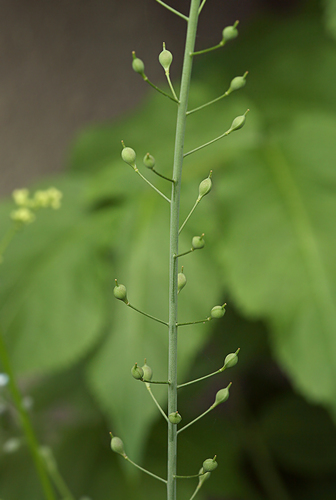 littlepod false flax