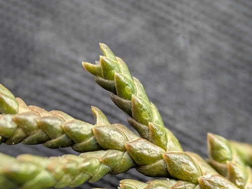 Juniperus × ambigens