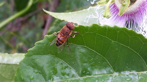 Stripe-eyed Lagoon Fly
