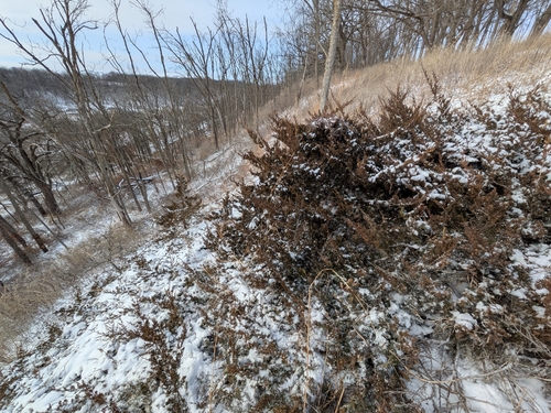 Juniperus × ambigens