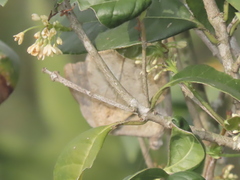 Mahathala ameria